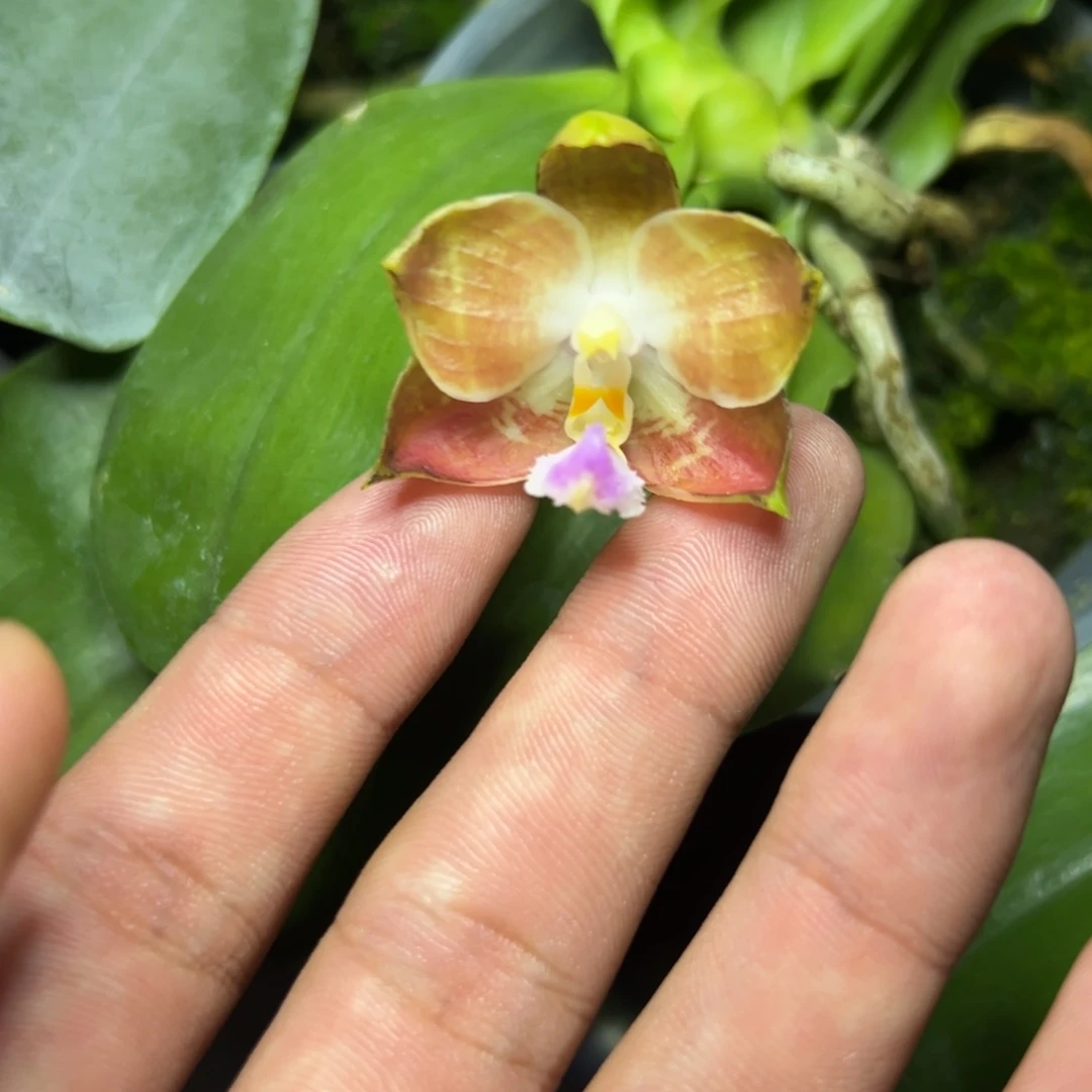 完全开放l157三寸ys1169