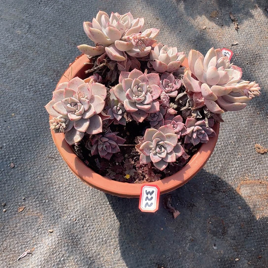 322红粉 一物一拍多肉