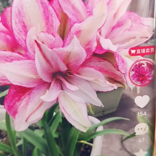 完全开放星星点缀3左右