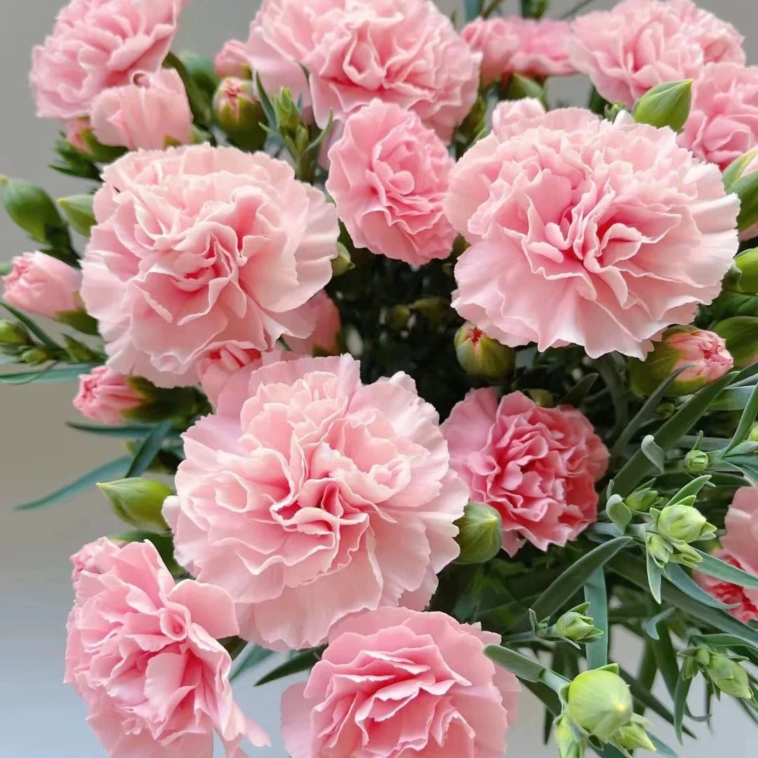 新手康乃馨盆栽花苗带花苞室内阳台庭院花卉绿植鲜花四季开花不断