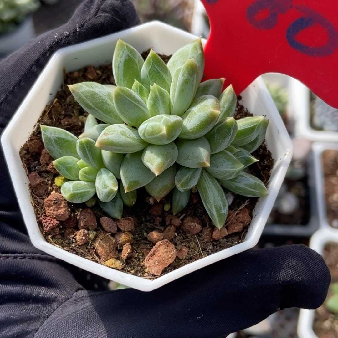 980伊丽莎白多肉植物