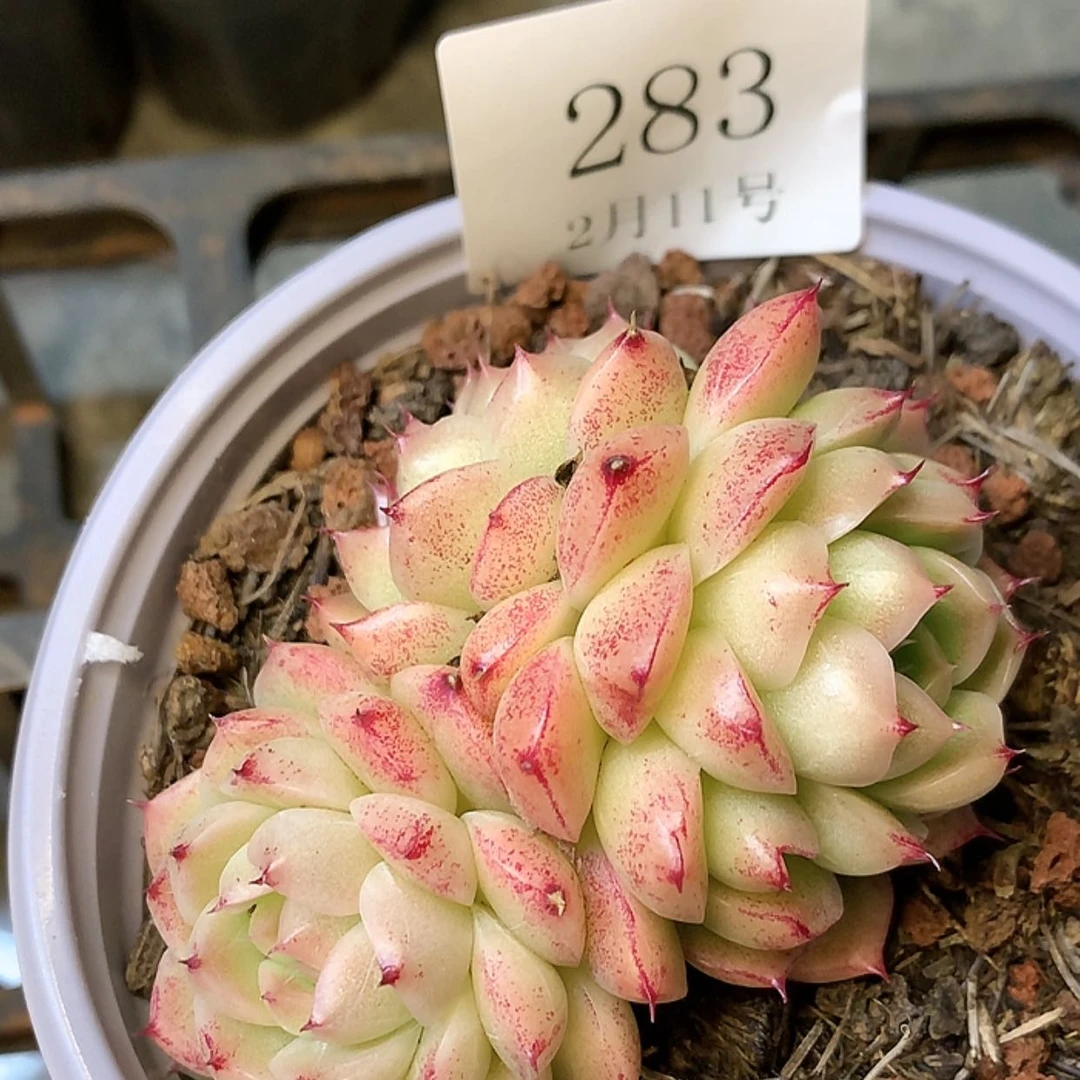 【闪购商品】云283