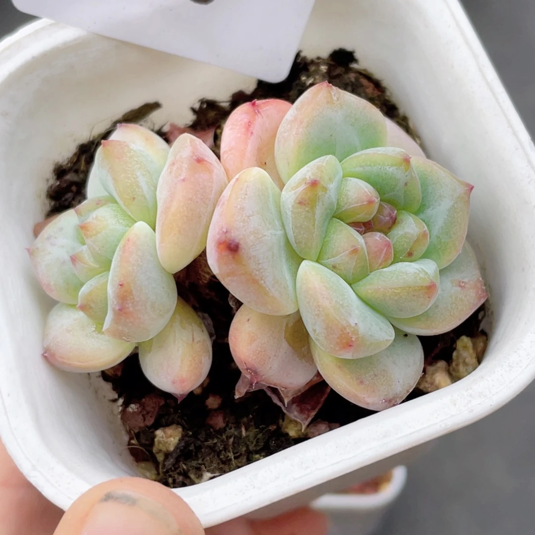 855号糖心冰心珍妮