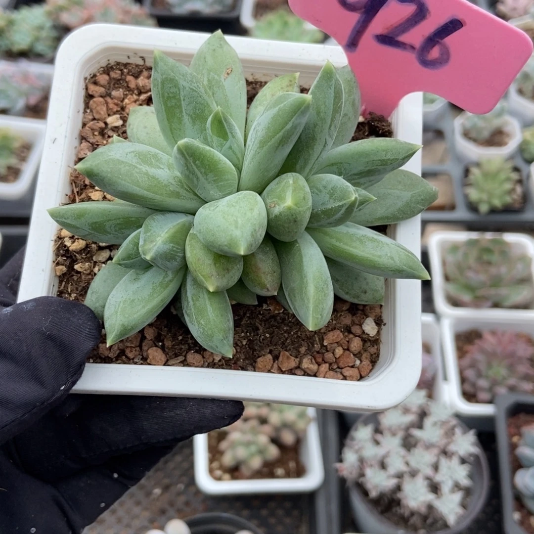 926重楼多肉植物多肉