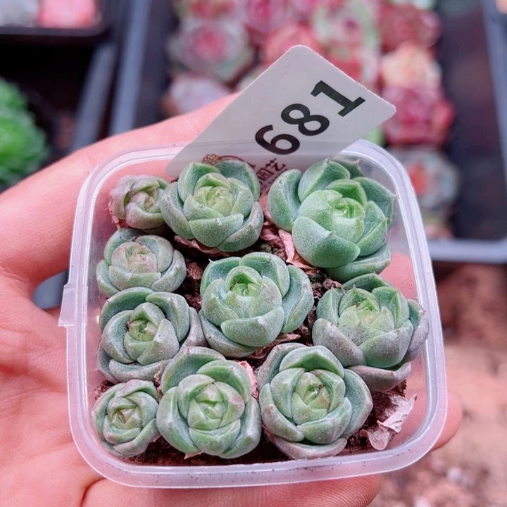 多肉植物多肉植物