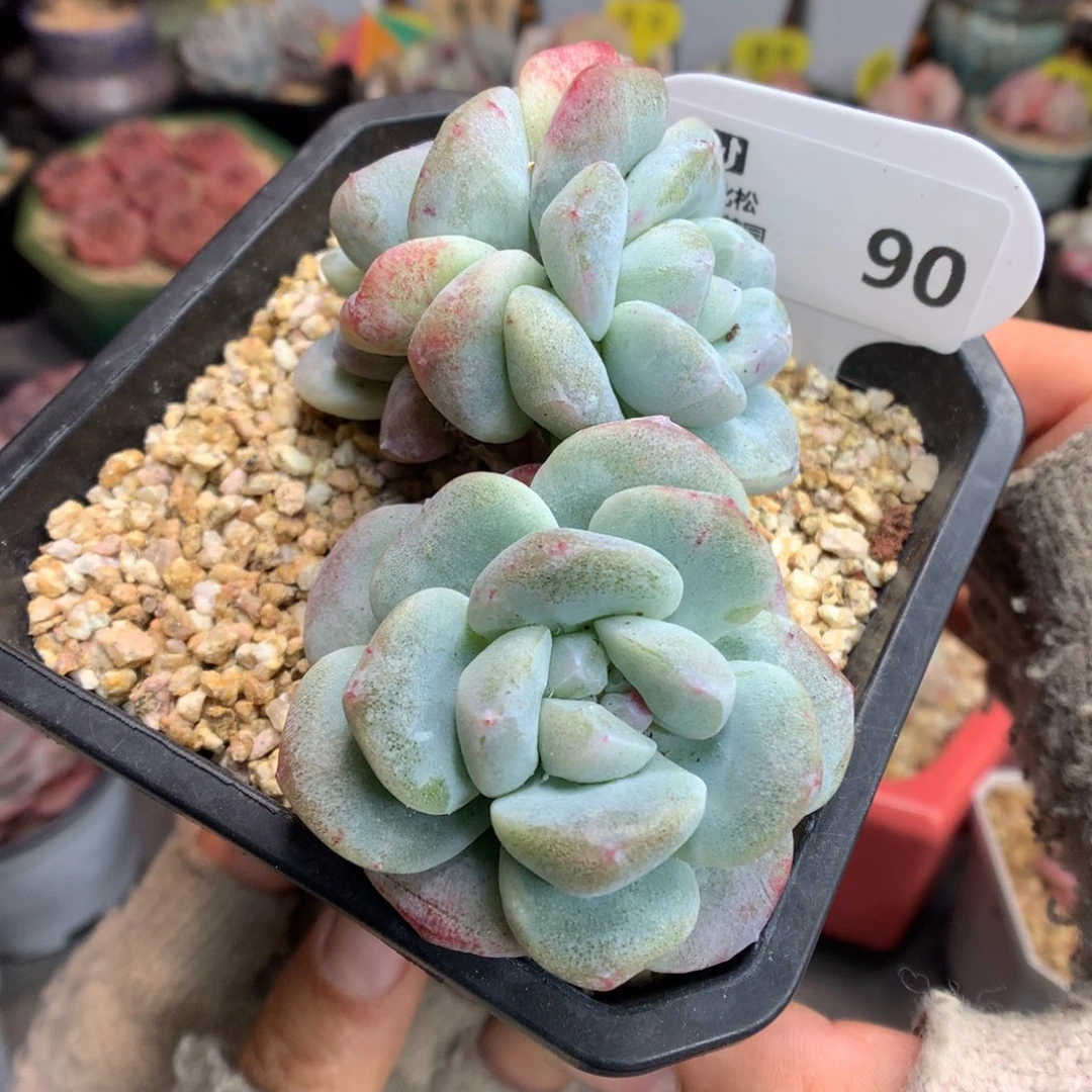 90三头冰玉石化多肉植物