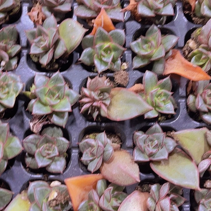 精品麒麟座多肉植物