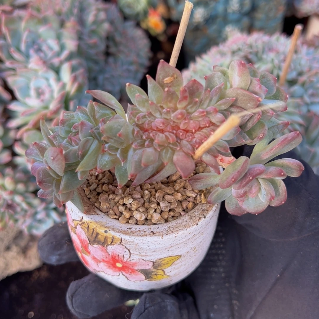 秘境琥珀缀乌梅子微瑕