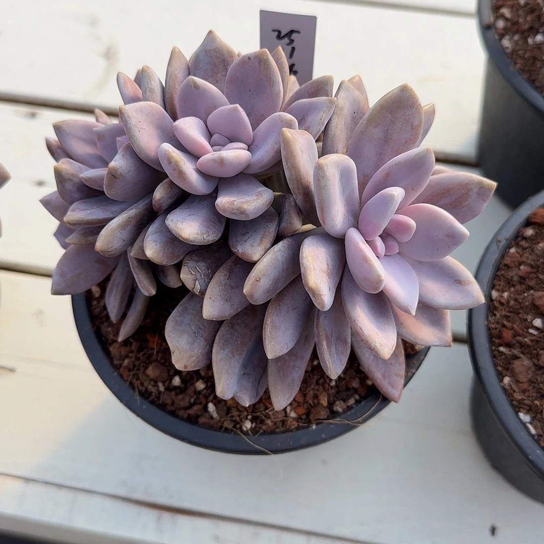 *****25112679桃霜朵朵缀