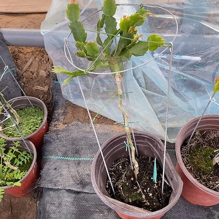 小*圆1082叶仙嫁接蟹爪兰一物一拍