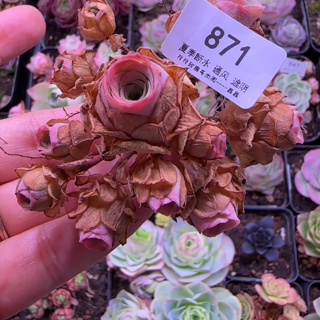 半城玫瑰新品福利871