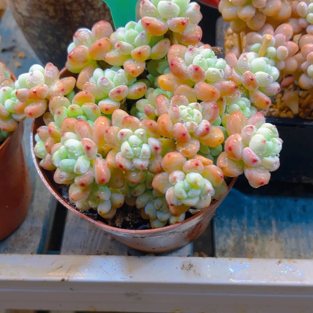 ****朵樱花罗琦5174号一物一拍