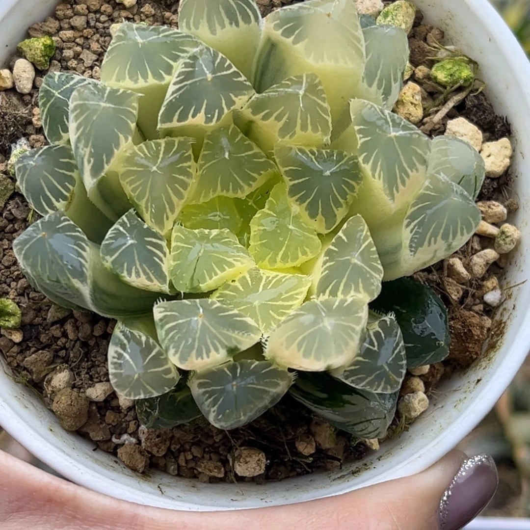 37糊斑别系玉露锦十二卷多肉