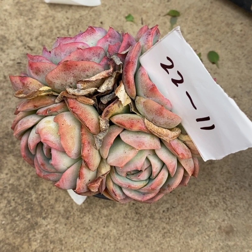 【闪购商品】拈**佛多肉植物