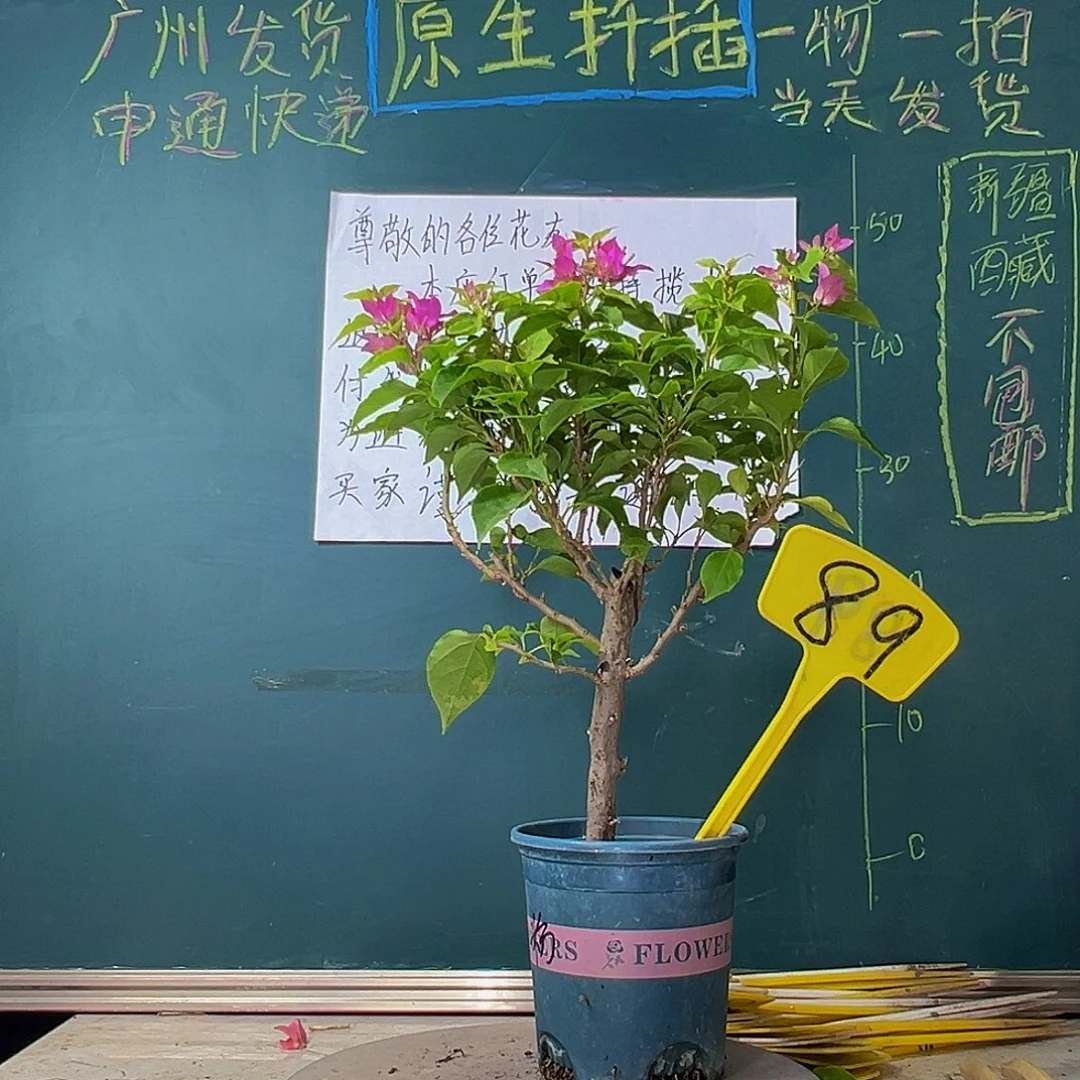 当前无花栽培后可以开花粉狐狸89