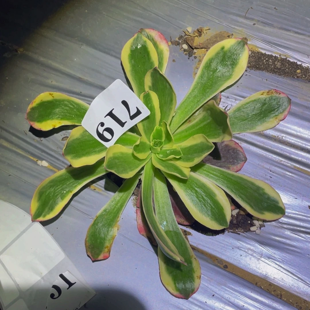 樱桃多肉植物719多肉植物