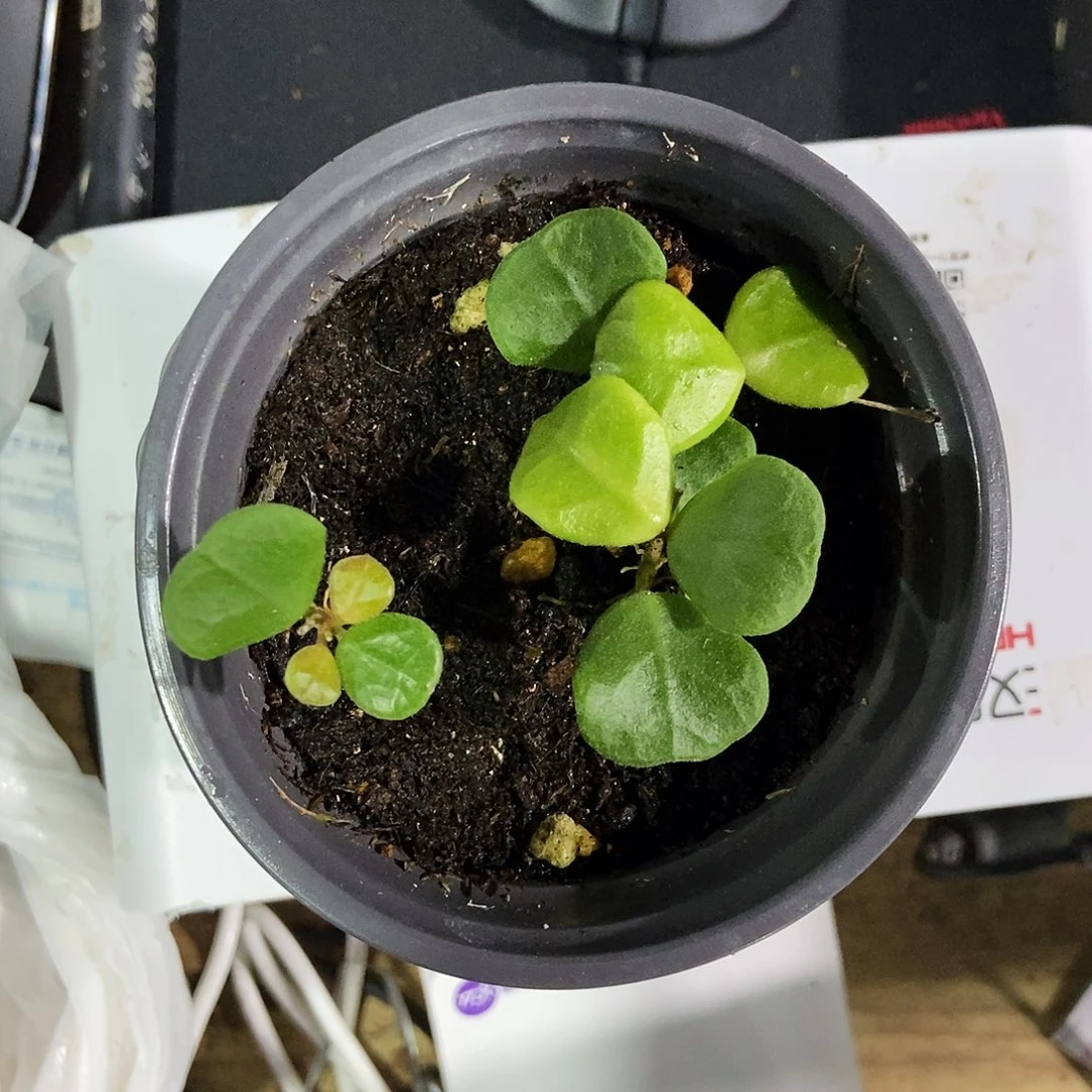 ヤ***o完全开放倒心叶球兰