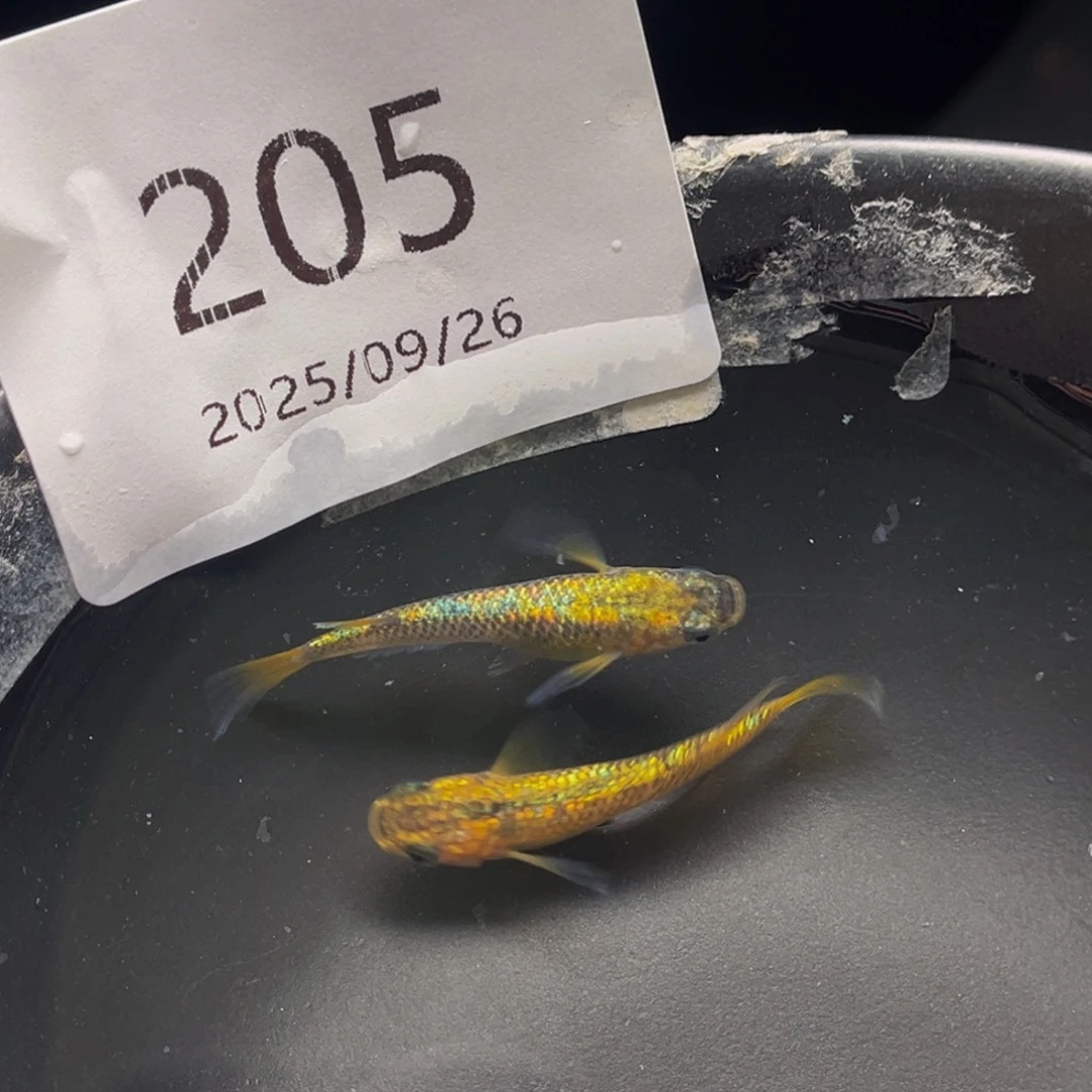 青鳉205松井秘密武器一对