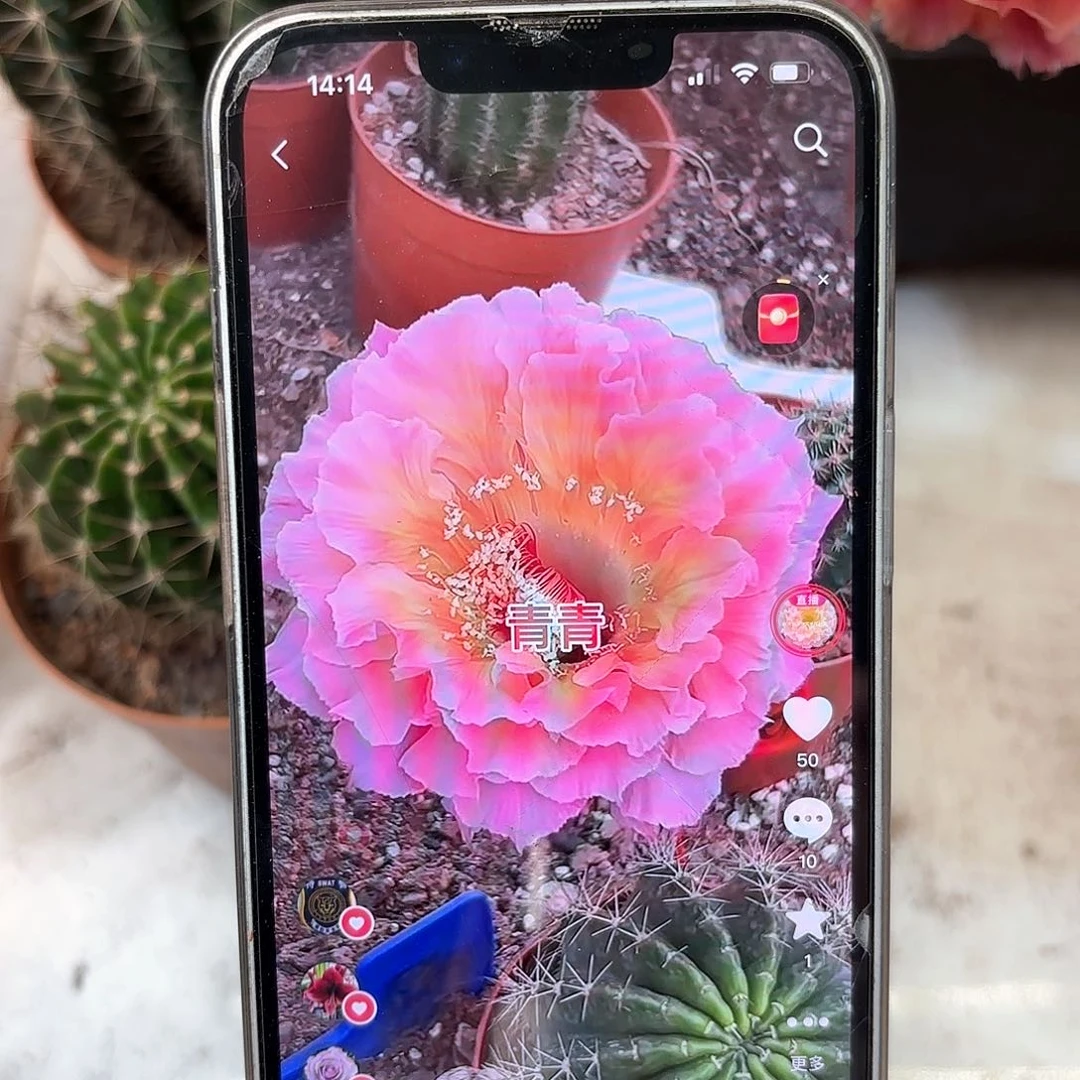 彩草青鸾火凤5.5-6公分 左右