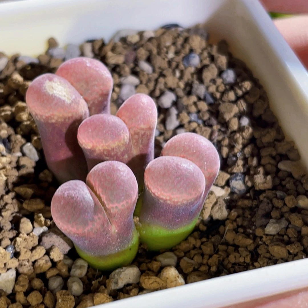 红风铃帕法德植物一物一拍