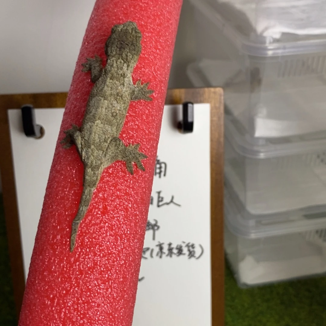 睫角守宫sp公温巨人