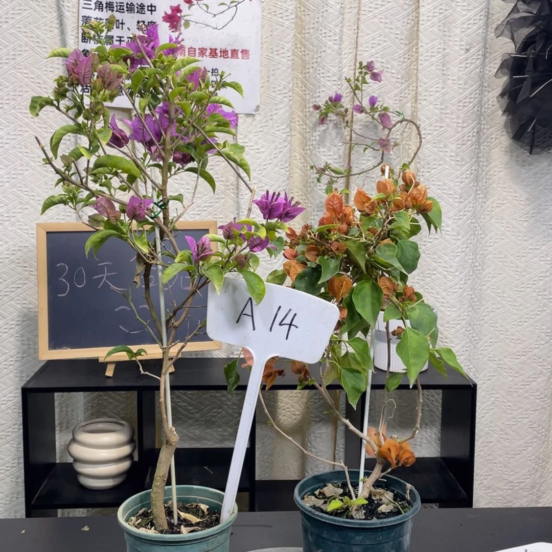 问***山全部花朵塞弗里+日落A14