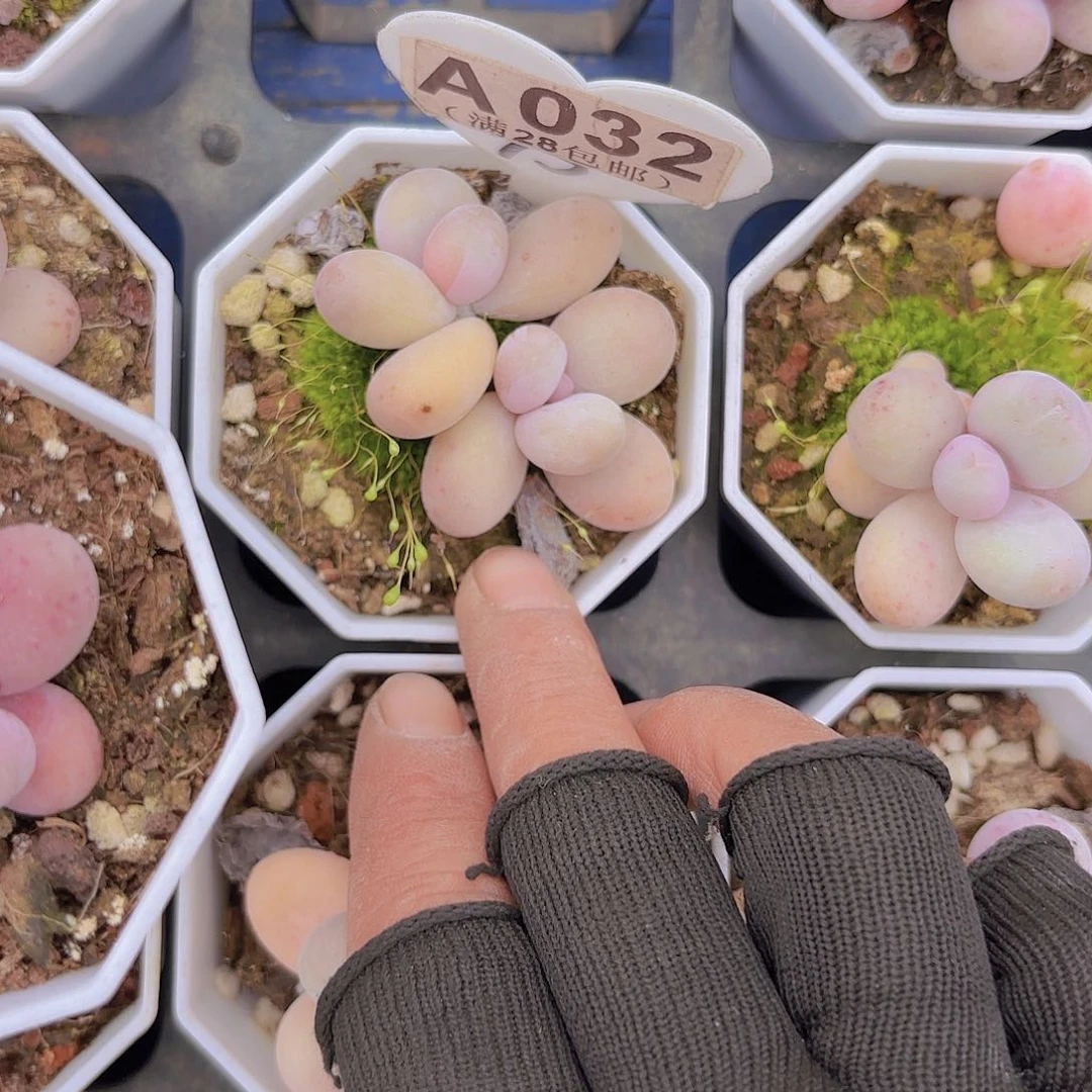 A032奶酪一物一拍