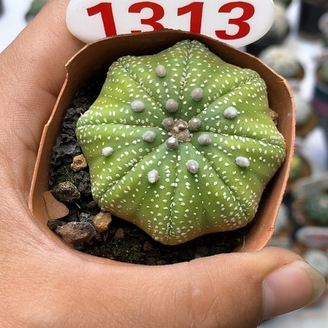 1313福利特价咯啦了活动