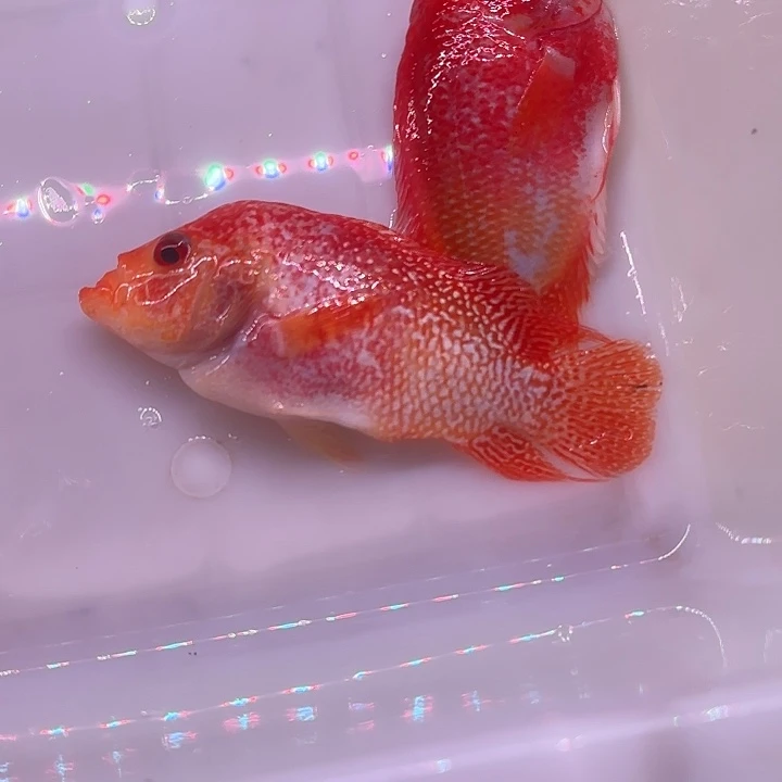 罗汉鱼aaaaaaaaaa