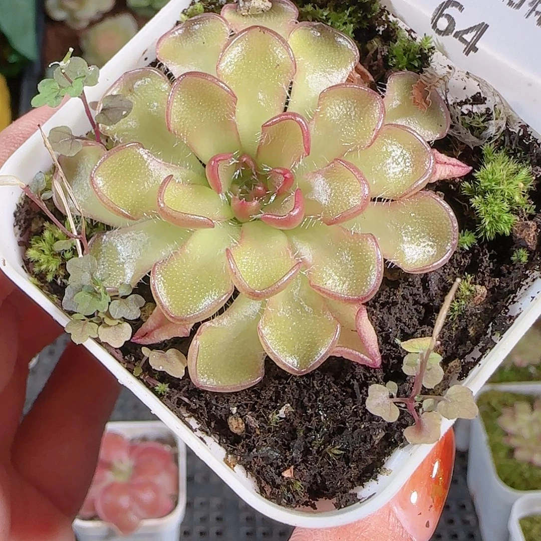 1010–-64一物一拍