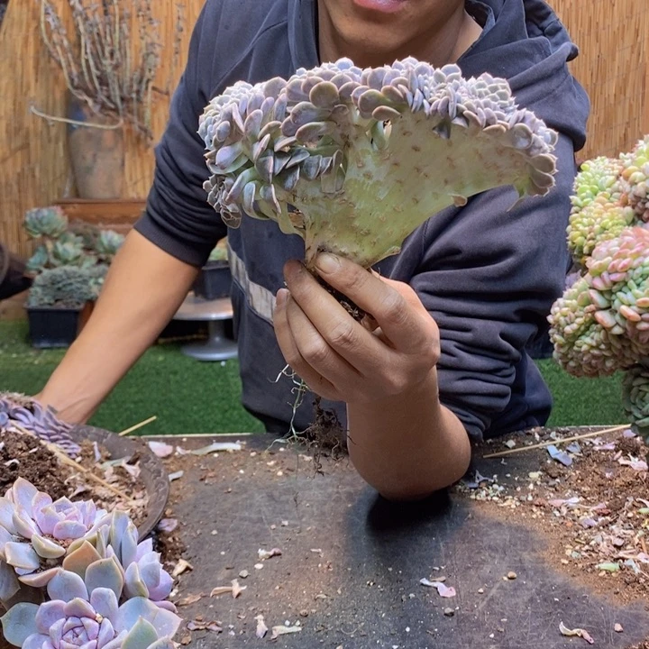 2***e87号汉堡多肉植物