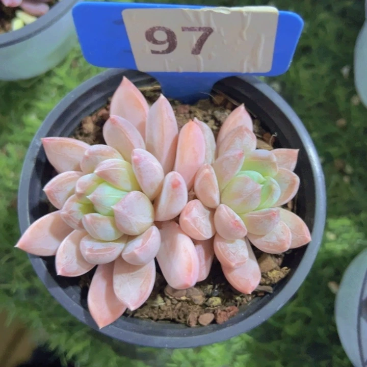 健健康康平平安安