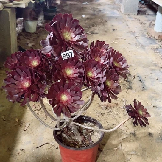 897黑桐老桩法师妖精