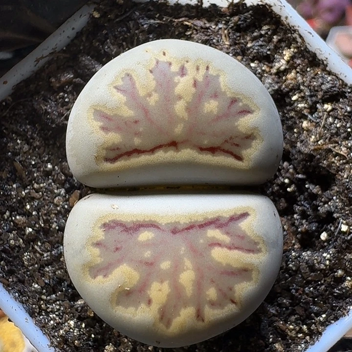 生石花111222。  91