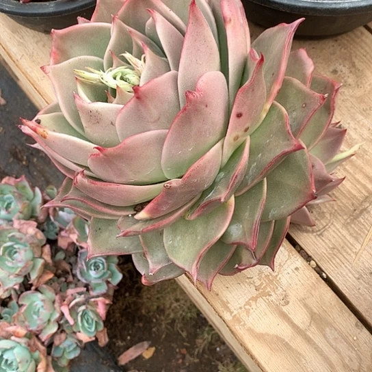 静***?每日特价活动开始了l