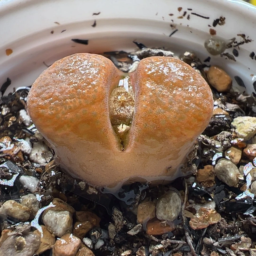 034多肉植物种类多样