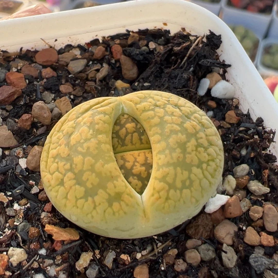 536多肉植物种类