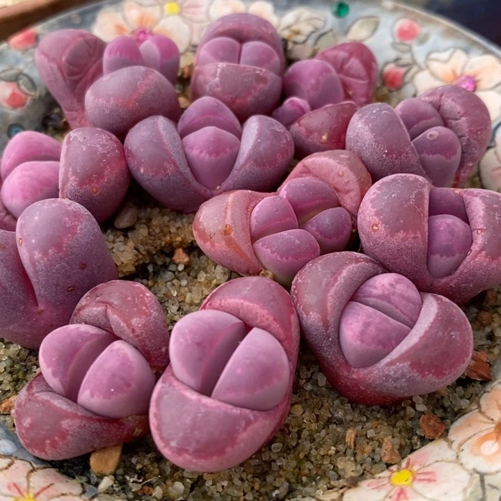 红大内1颗红大内