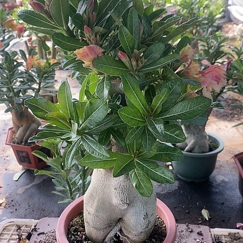【闪购商品】无花朵爱**噜