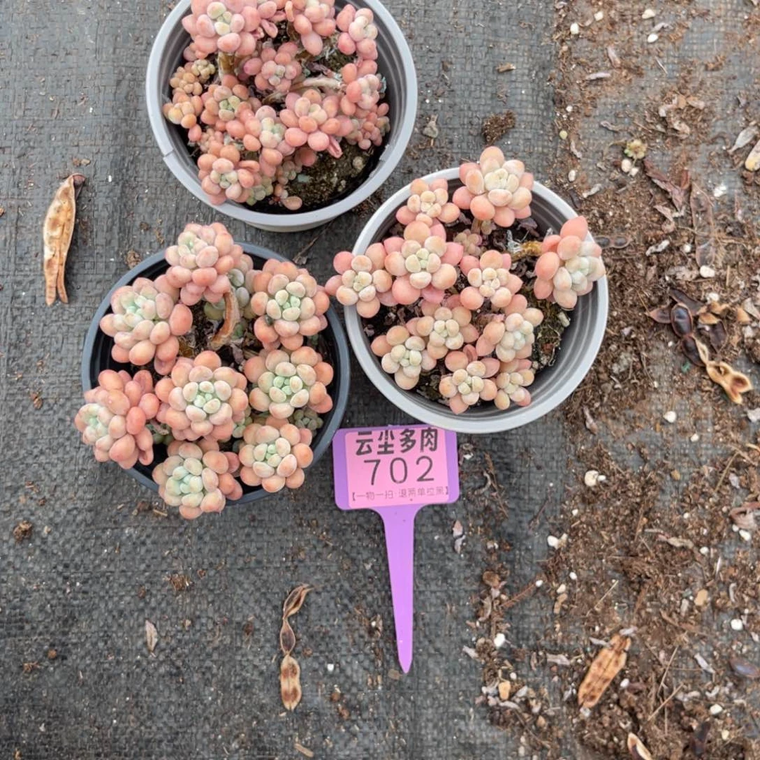 云尘多肉一物一拍702