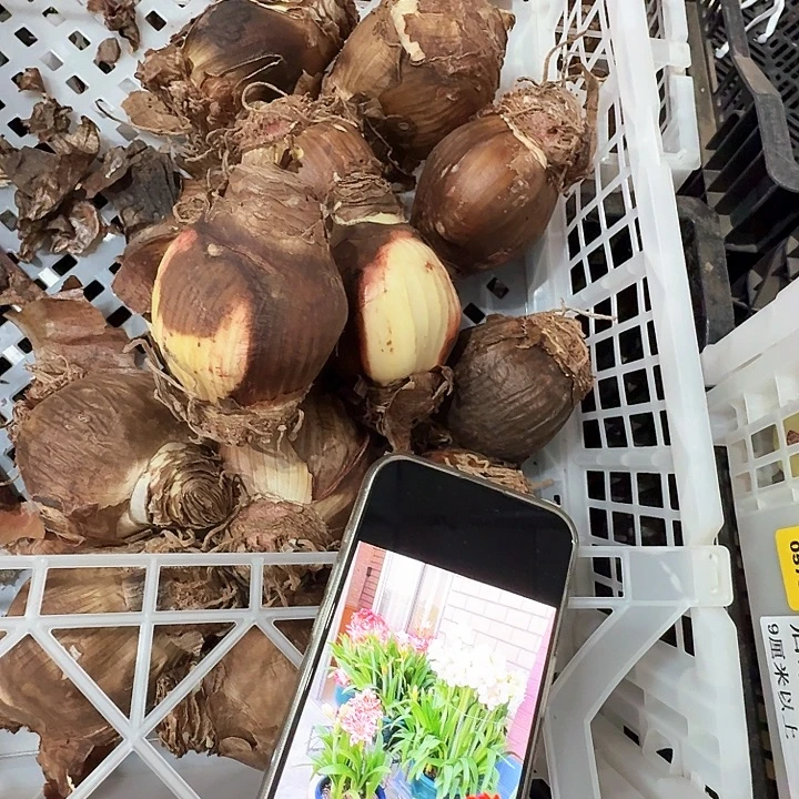 阿拉斯加直径6厘米进口丑