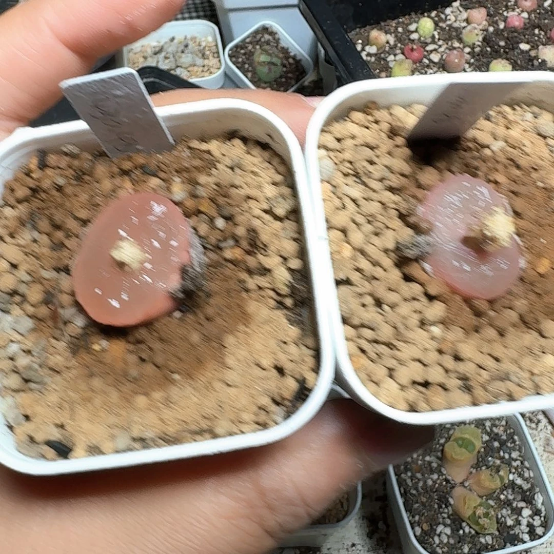 518号多肉植物晚饭v