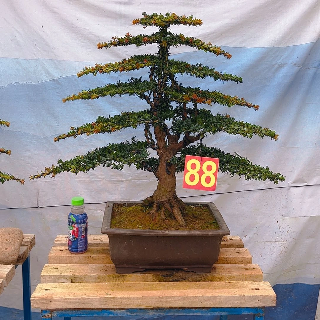 特***斯无花朵老桩老盆罗汉松