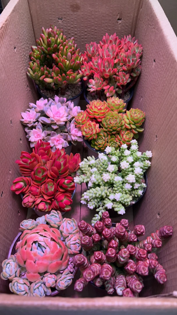 老桩多肉组合（拍6发8）带盆带土包邮室内外好养绿植盆栽