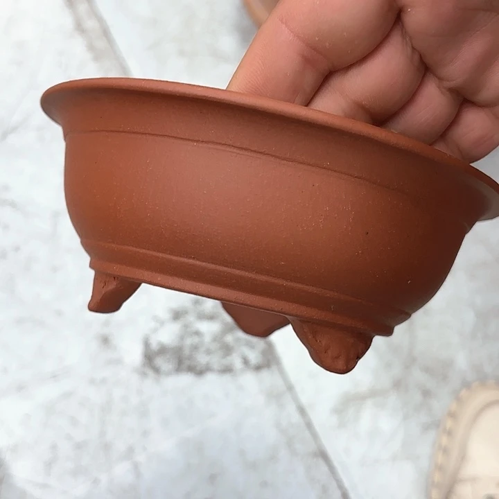 紫砂花盆紫砂的花开得很