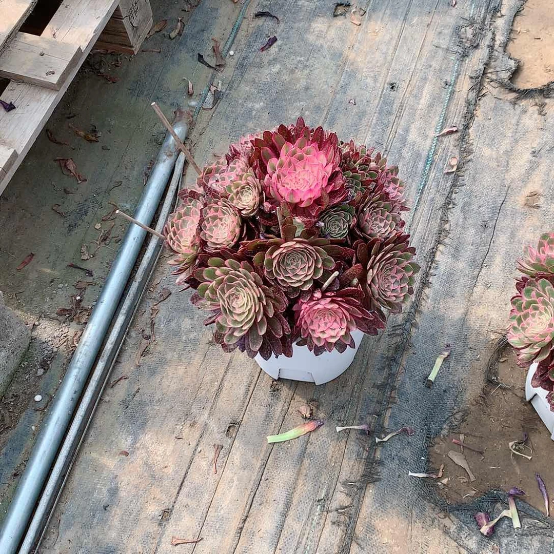 【闪购商品】流*荔枝变异，多肉