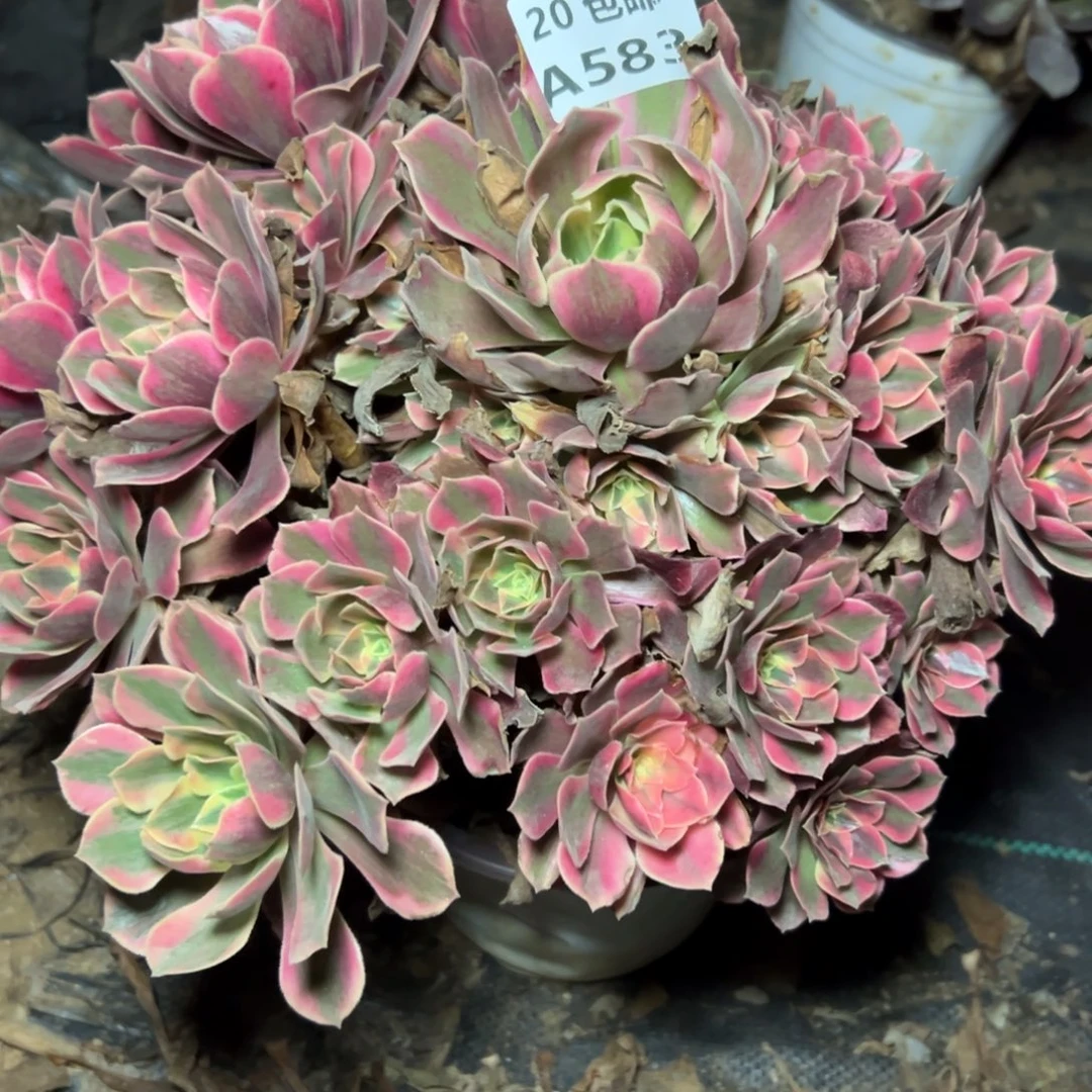 583女妖，多肉法师