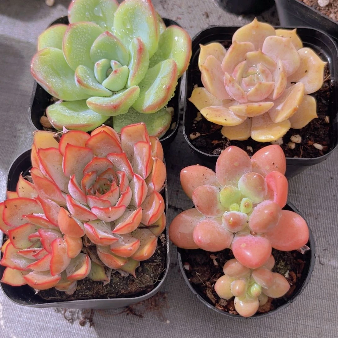泡芙。露娜莲。菲欧娜。洛神