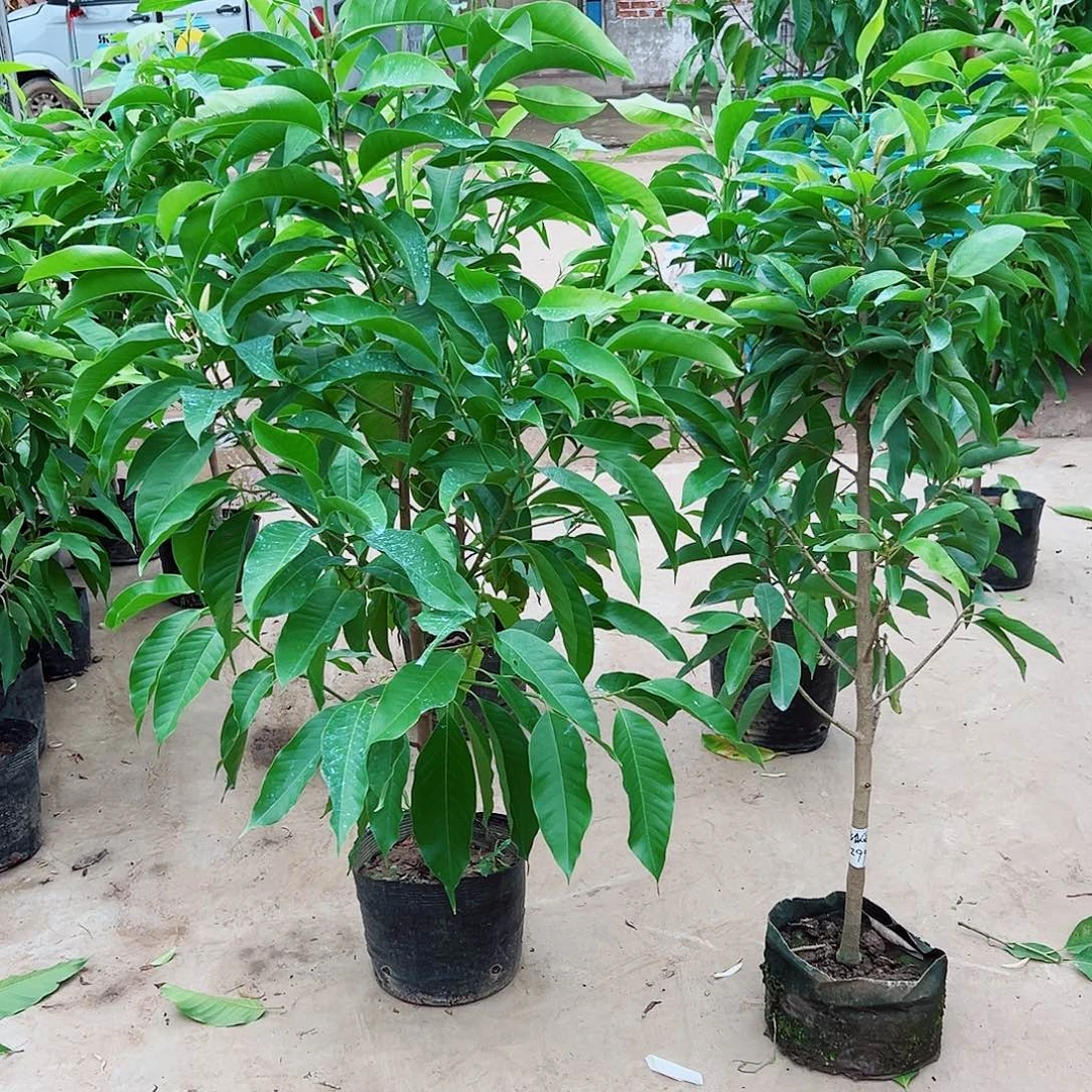 完全开放一颗白色一颗黄色