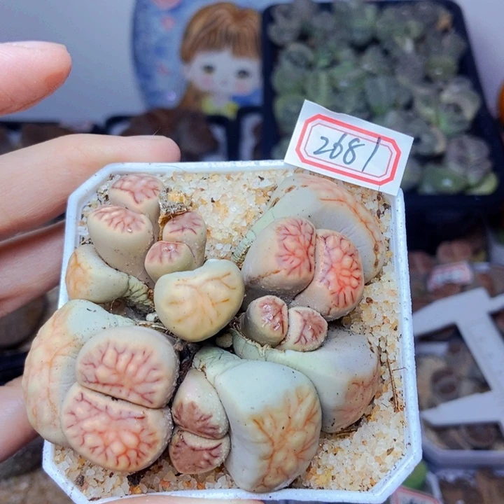 樱桃爱妃们的美肉